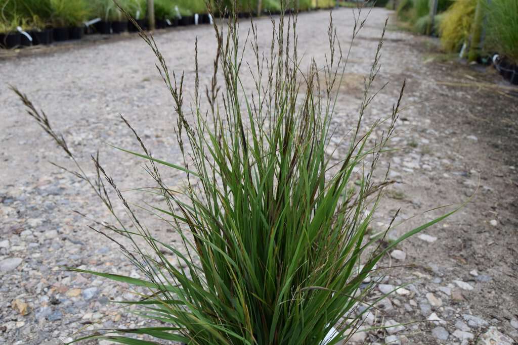 Molinia caerulea ssp. caerulea 'Poul Petersen' ---